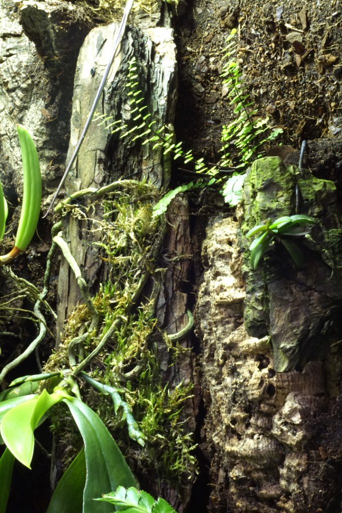 Orchideenvitrine Typ P03 mit Wasserfall, Bachlauf und kleinen Tümpeln
