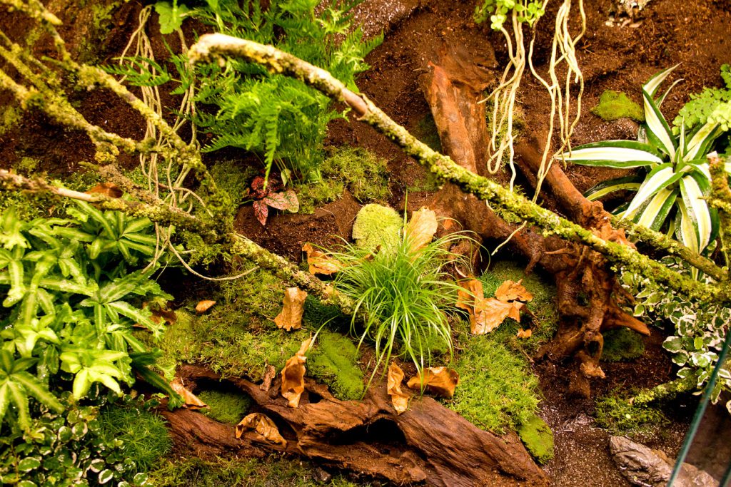 Paludarium