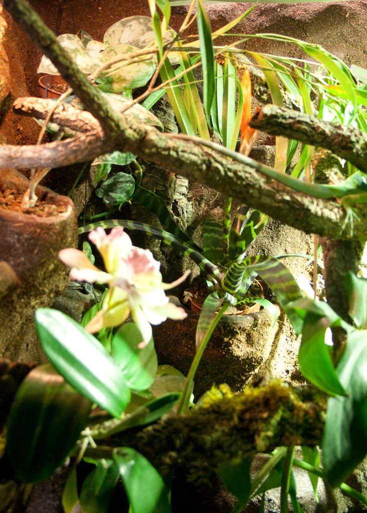 Regenwald für Fidschi-Leguane