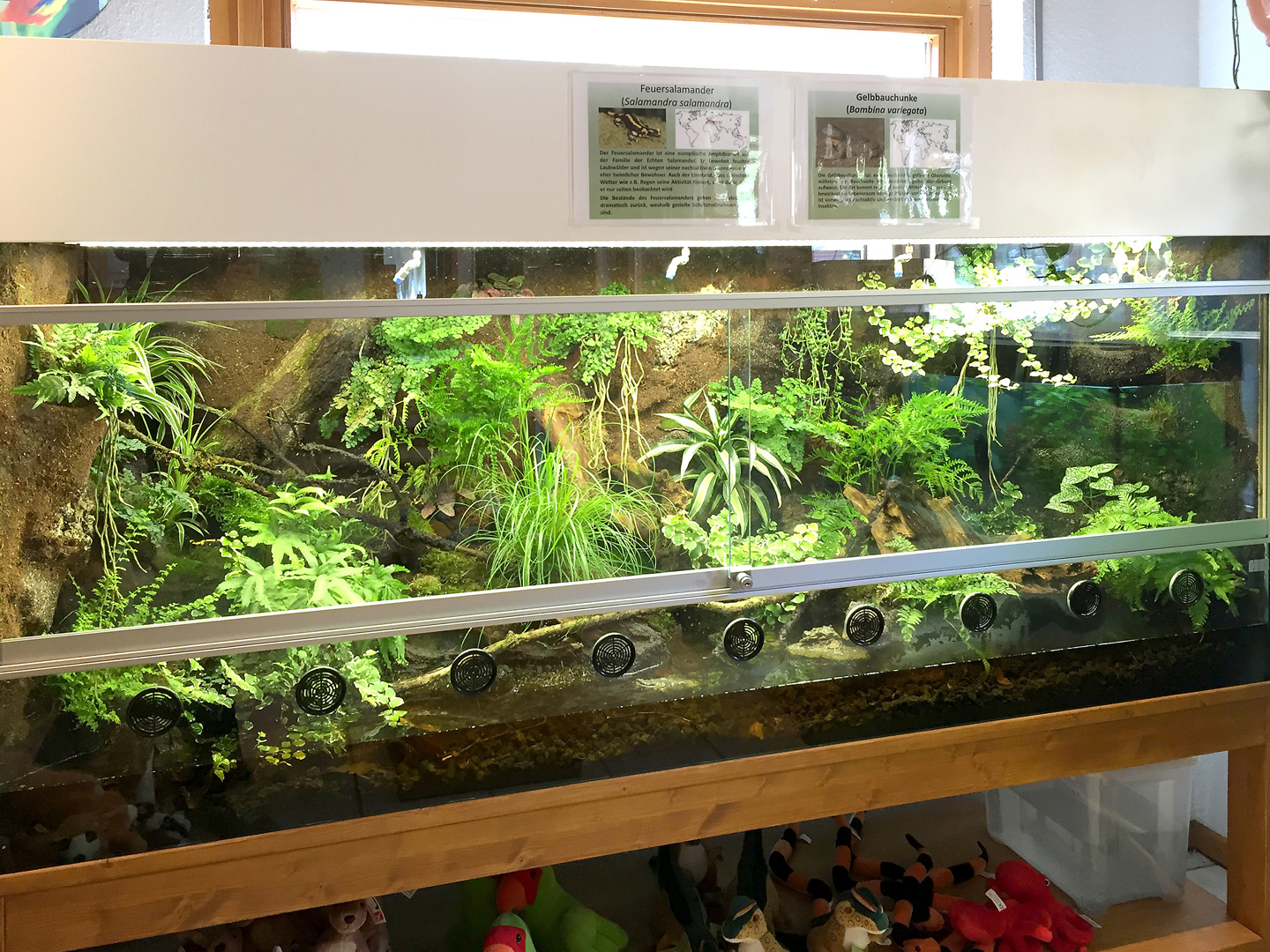 Paludarium F R Salamander Und Unken Im Foyer Des Tierparks Herborn